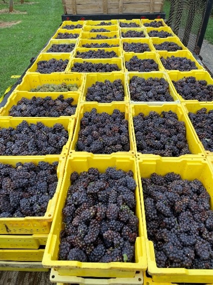 Picture of dark grapes and containers that will be used to make wine 